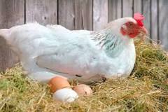 que edad colocan huevos las gallinas