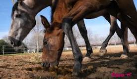¿Por qué los caballos comen su propia caca? - 3 - enero 21, 2023