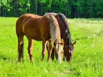 ¿Qué sucede cuando los caballos comen tierra?