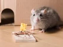 ¿Qué es lo que más les gusta comer a los ratones?