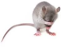 ¿Cómo es que alimentar un ratón pequeño?