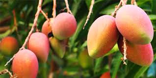 ¿Dónde se da el mango en Venezuela?