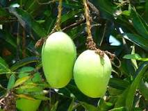 ¿Cuál es el mango de Tailandia?