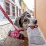 Collar para Perros: Evita las Escape