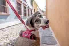 Collar para Perros: Evita las Escape - 3 - enero 21, 2023