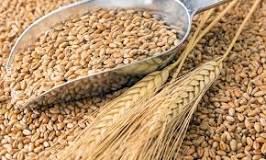 ¿Qué significa el grano de trigo?