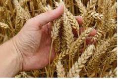 ¿Qué es el trigo antipático?