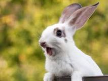 ¿Qué fragancia le incomoda a los conejos?