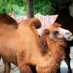 Camellos: Un Vistazo a sus Variados Tipos