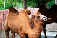 Camellos: Un Vistazo a sus Variados Tipos - 55 - enero 1, 2023