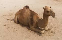 ¿Cómo se llaman los camellos con 1 joroba?