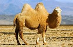 ¿Cómo tiene por nombre el camello sin joroba?