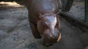 hipopotamo macho madagascar