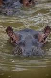 ¿Cómo es que lleva por nombre el hipopótamo?
