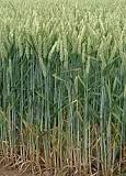 clima de germinación del trigo