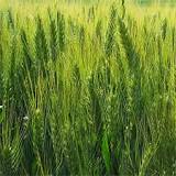 ¿Cuál es la fecha de siembra del trigo?