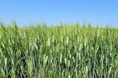¿Cuánto tarda en florecer el trigo?