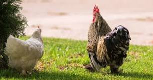 ¿Cuando la gallina está poniendo el huevo es blando o duro?