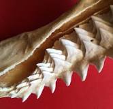 ¿Cómo es que lleva por nombre el diente del tiburón?