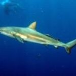 Diente de Tiburón: Un Significado Profundo