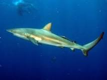 Diente de Tiburón: Un Significado Profundo