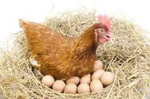 porque las gallinas ponen huevos