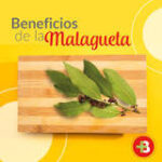 Beneficios de la Malagueta
