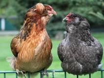 ¿Cuál es la raza de gallina que está poniendo más huevos?