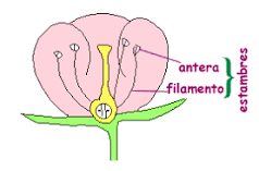 ¿Cómo es que se denominan los pétalos de la flor?