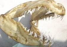 ¿Cómo se llama el diente del tiburón?
