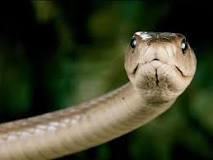 ¿Cómo es que tiene por nombre la serpiente de color negrito?