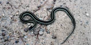 ¿Cómo es que lleva por nombre la serpiente de color negro?