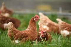 ¿Qué pasa si una gallina pone un huevo sin gallo?