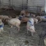 Peligros de una Picadura de Alacrán en Cerdos