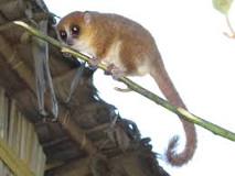 ¿Qué animalito es el que está saliendo en Madagascar?