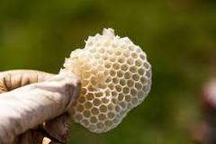 panal de abejas se come