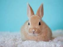 ¿Cuál es el promedio de vida de un conejo?