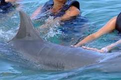 Nadar con delfines en Madrid: ¿Cuánto cuesta? - 3 - diciembre 22, 2022