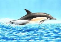 zoo madrid nadar con delfines