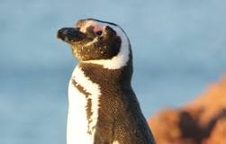 los pinguinos son omnivoros o carnivoros