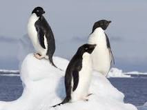 ¿Qué género de animal es un pingüino?