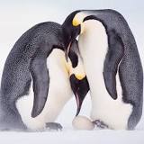 ¿Qué tipo de animalito es un pingüino?
