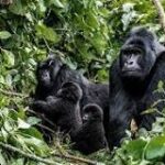 'Gorila Grande: El Poder de un Macho'