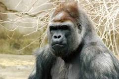 gorila macho peso