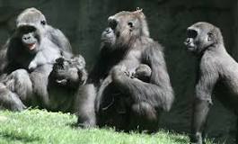 Gorilas: el Peso de la Naturaleza - 3 - enero 20, 2023