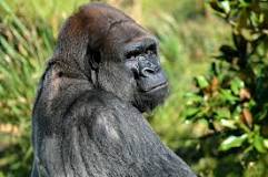 peso gorila macho adulto