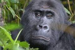 gorila adulto peso