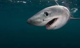 ¿Qué alimenta a los tiburones? - 3 - diciembre 19, 2022