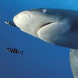 ¿Qué género de pez es un tiburón?