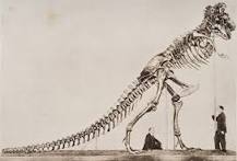 ¿Por qué motivo el dinosaurio Rex poseía brazos cortos?